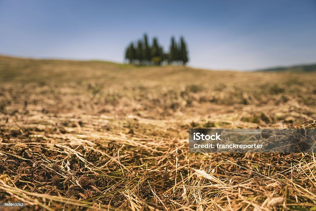 Paisagem Toscana val d'orcia - Royalty-free Agricultura Foto de stock