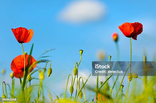 Poppies In Das Feld Stockfoto und mehr Bilder von Blau - Blau, Blume, Blume aus gemäßigter Klimazone