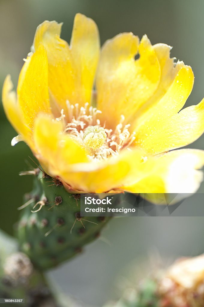 Opuntia - Foto de stock de Amarelo royalty-free
