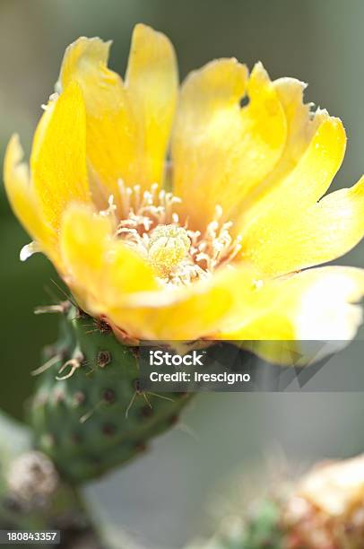 Foto de Opuntia e mais fotos de stock de Amarelo - Amarelo, Beleza natural - Natureza, Cabeça da flor