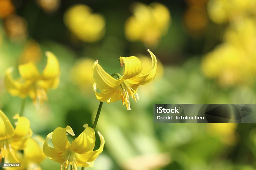 Erythronium tuolumnense Blumen - Lizenzfrei Gelb Stock-Foto