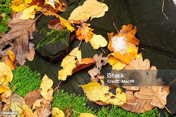 Photo libre de droit de Fond Dautomne banque d'images et plus d'images libres de droit de Arbre - Arbre, Automne, Bois