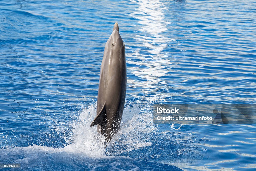 Saut du dauphin - Photo de Dauphin libre de droits