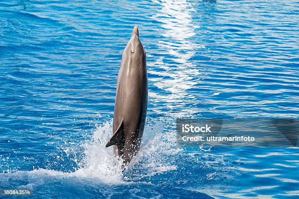 돌고래 점프 돌고래에 대한 스톡 사진 및 기타 이미지 - 돌고래, 0명, 공연