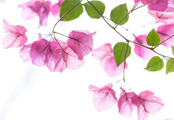 Hi key pink bouganvilla flowers and leaves, shallow depth of field.