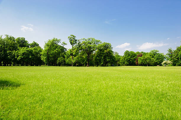 typisch österreichische landschaft - field landscape grass green stock-fotos und bilder