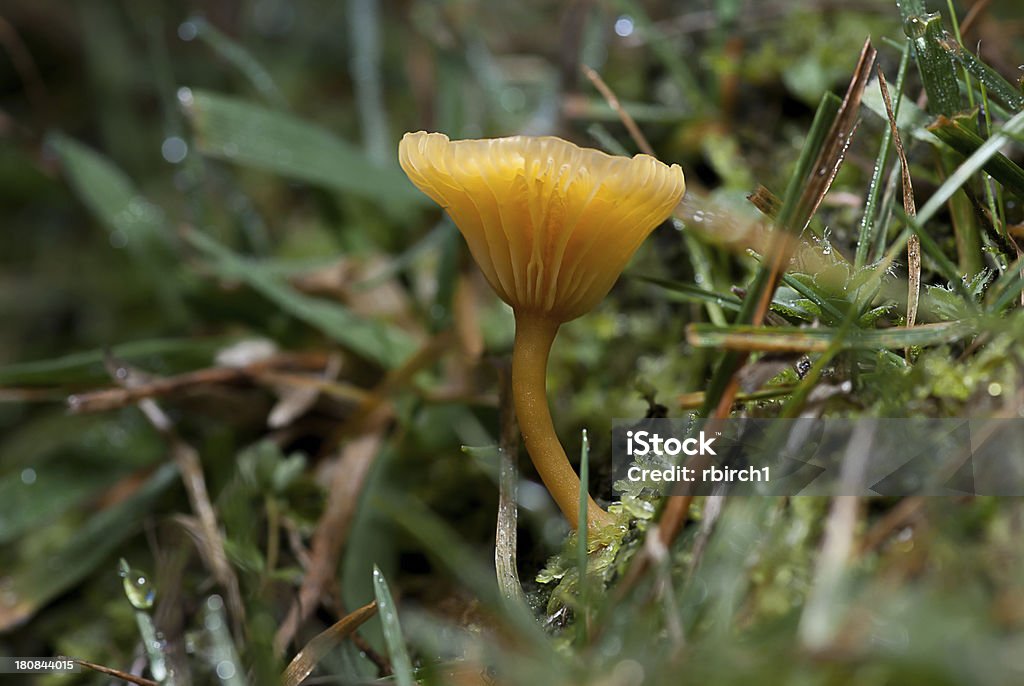 Cogumelo venenoso - Foto de stock de Agárico - Amanita royalty-free