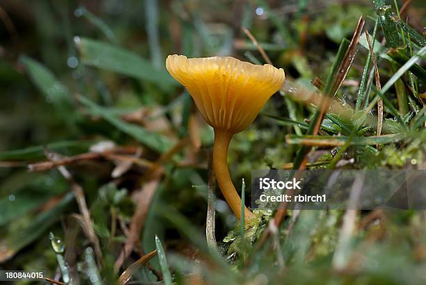 Foto de Cogumelo Venenoso e mais fotos de stock de Agárico - Amanita - Agárico - Amanita, Cogumelo - Fungo, Cogumelo venenoso