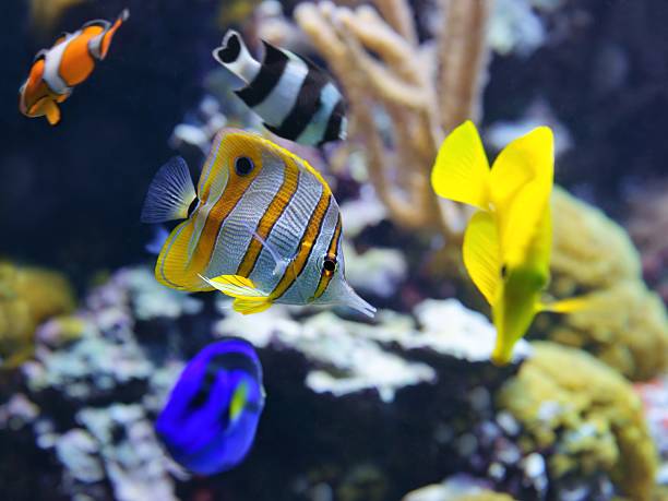 istock Copperband Butterflyfish (Chelmon rostratus), also commonly called the Beak Coralfish 180844040