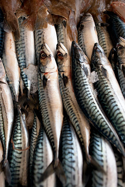 fresh mackarel at the market