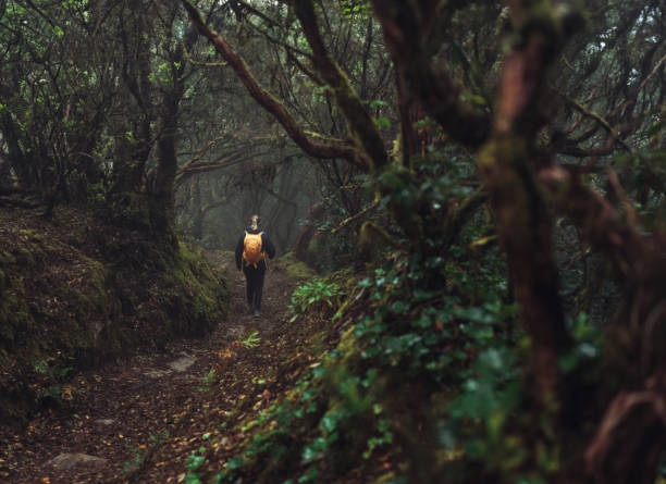 женщина гуляет по величественной лесной экосистеме на тенерифе - anaga стоковые фото и изображения