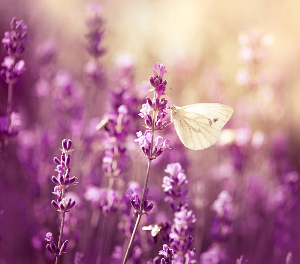 istock Butterfly on lavender, close-up 180844137