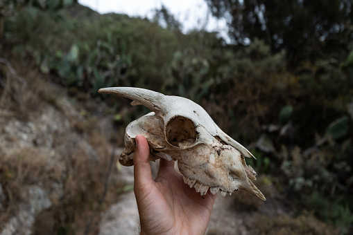 Man holding a goat skull