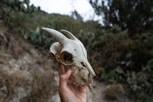 Man holding a goat skull