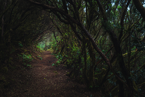 Woman Hiking in laurel forest of Tenerife, UNESCO biosphere reserve. Pico de los ingles trail