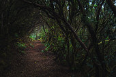 Woman hiking in majestic forest ecosystem in Tenerife