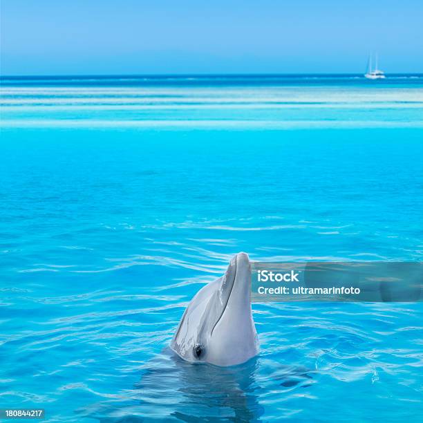 Dolphin Stockfoto und mehr Bilder von Blau - Blau, Delfin, Einzelnes Tier