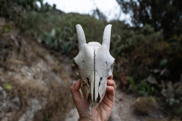 istock Man holding a goat skull 1808442412