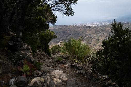 Hiking in laurel forest of Anaga, UNESCO biosphere reserve in Tenerife