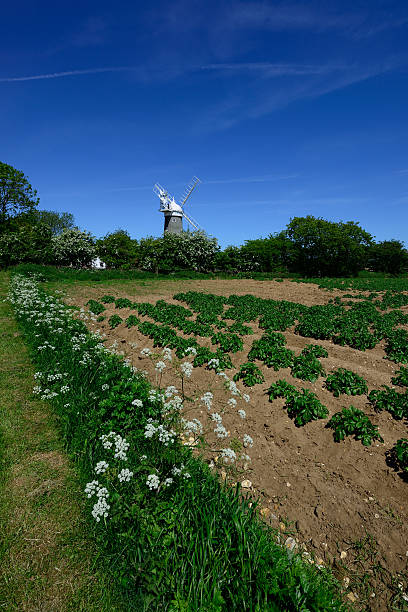 素晴らしい bircham ます。 - windmill cultivated land crop day ストックフォトと画像