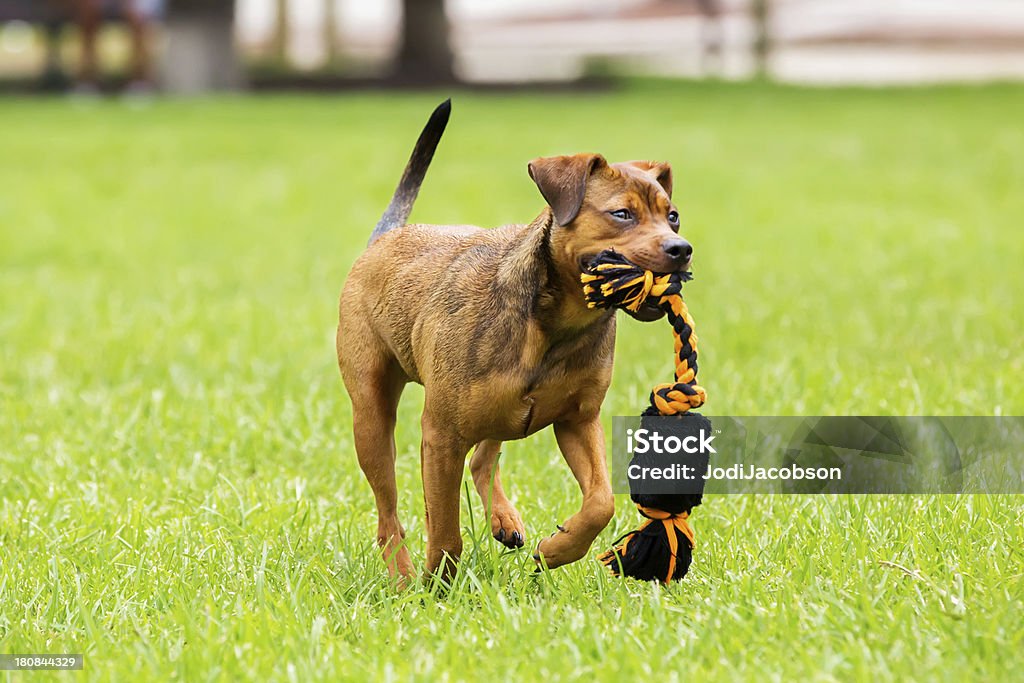 Hund läuft im park mit Kauen Spielzeug - Lizenzfrei Aktivitäten und Sport Stock-Foto