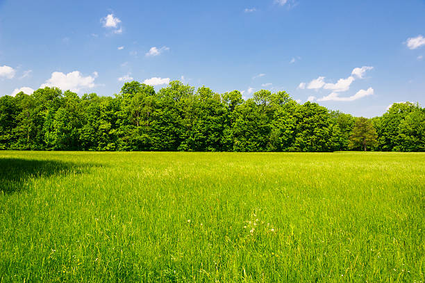 typisch österreichische landschaft - diminishing perspective spring photography tree stock-fotos und bilder