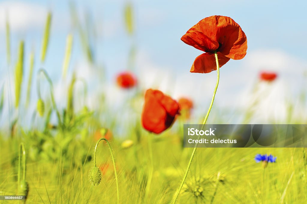 Poppies in das Feld - Lizenzfrei Blau Stock-Foto