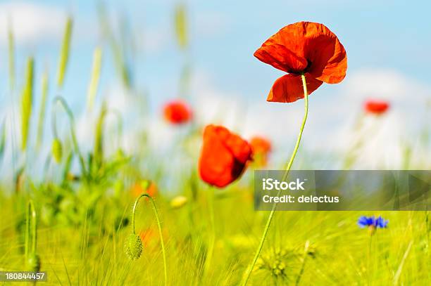 Poppies In Das Feld Stockfoto und mehr Bilder von Blau - Blau, Blume, Blume aus gemäßigter Klimazone