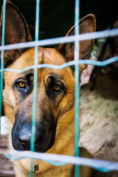 Sad dog in a cage