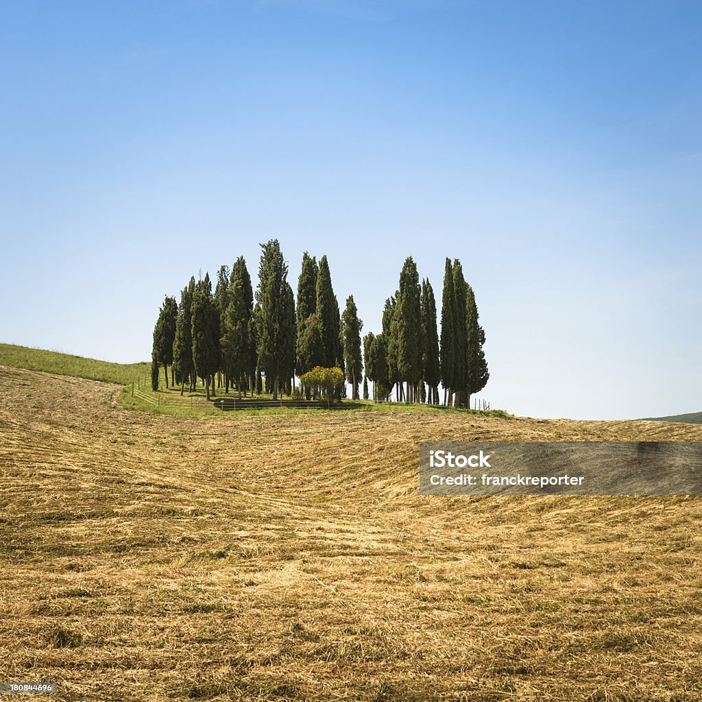 Paisagem Toscana val d'orcia - Royalty-free Agricultura Foto de stock