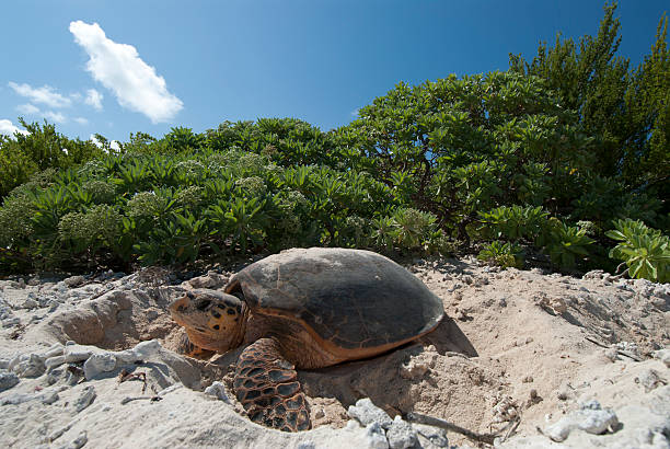 nesting hawksbill turtle hawksbill sea turtle nesting on a beach in the Seychelles sea turtle egg stock pictures, royalty-free photos & images