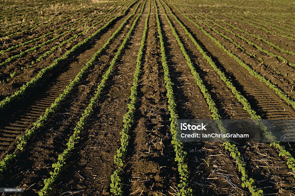 Os agricultores Field - Foto de stock de Agricultura royalty-free