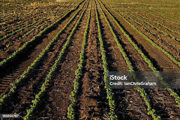 Foto de Os Agricultores Field e mais fotos de stock de Agricultura - Agricultura, Ajardinado, Alberta