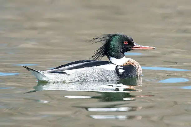 Male Red-breasted Merganser swimming