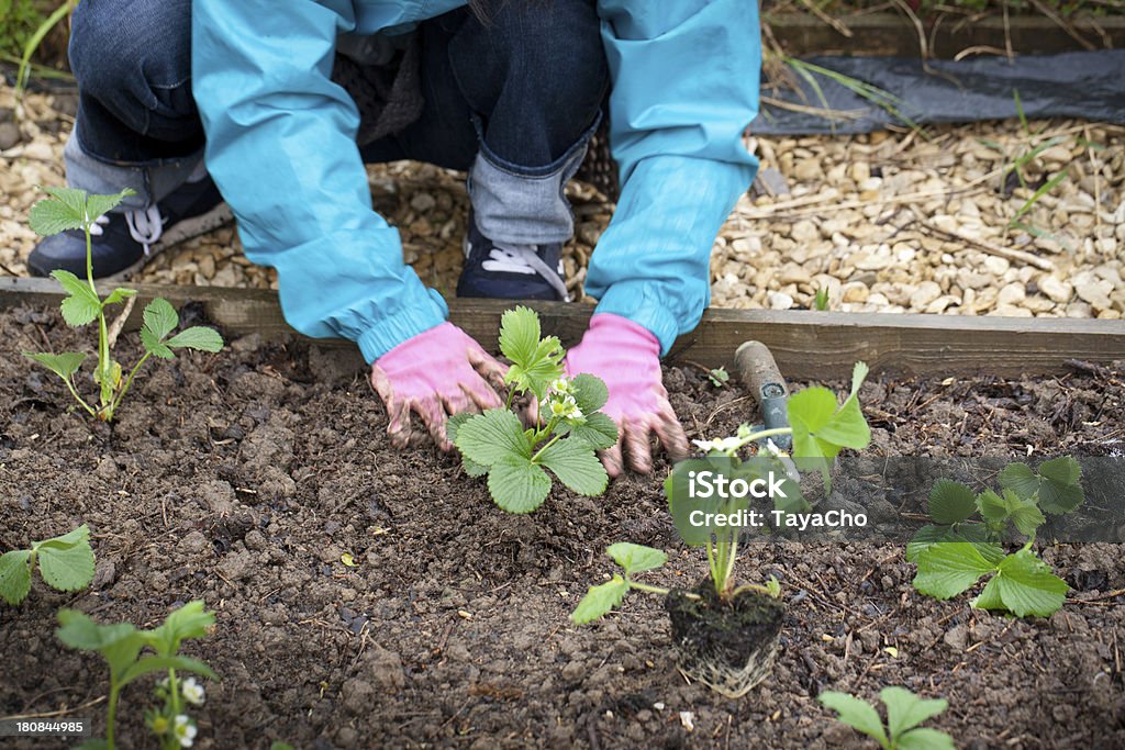 Plantação de morango - Foto de stock de Atividade royalty-free