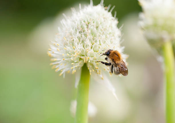 Bee on onion flower stock photo