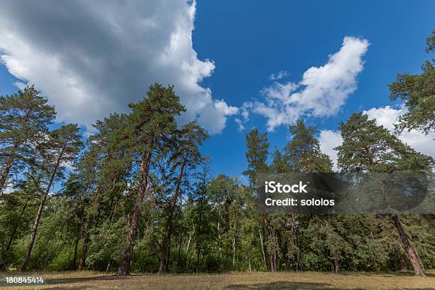 Photo libre de droit de Arbres Dans Pinewood banque d'images et plus d'images libres de droit de Arbre - Arbre, Arbre à feuilles caduques, Bleu