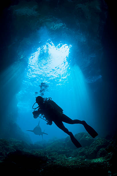 taucher-silhouette - whitetip reef shark stock-fotos und bilder