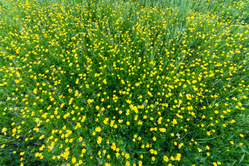 A view from above of a field of buttercup flowers.
