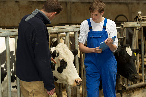 istock Farmer Teaching Trainee About Domestic Cattle In Ranch 180845578