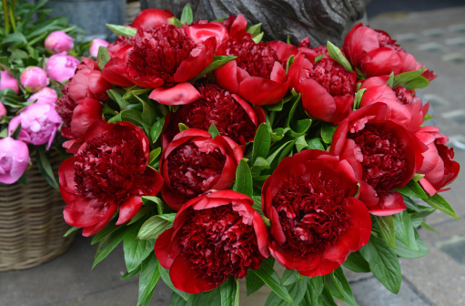 A bunch of Red Peonies