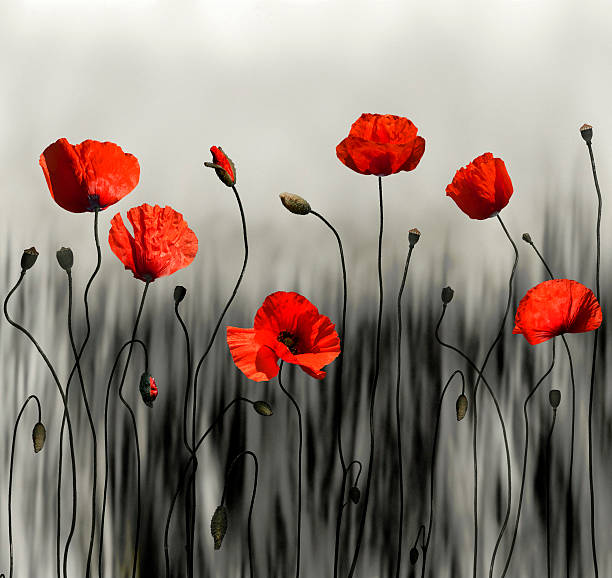 Poppy modern art image Poppy modern art image - Computer graphics poppy plant photos stock pictures, royalty-free photos & images