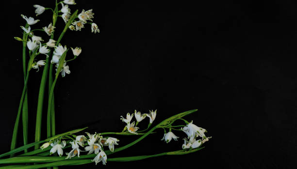 istock Flat Lay, postcard for death, funeral. White snowdrop flowers on black background 1808460209