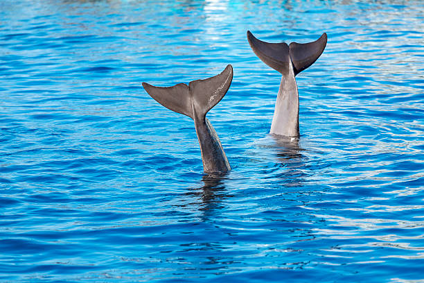 delfin ogony - two dolphins zdjęcia i obrazy z banku zdjęć