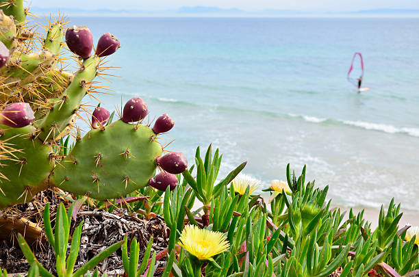 Cactuses and succulent plants are flowering on the background of the ocean with a kitesurfer. Famous Spanish beach Valdevaqueros is photographed in spring.