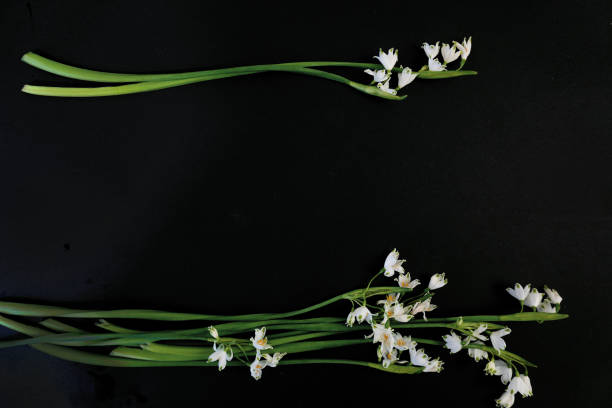 istock Flat Lay, postcard for death, funeral. White snowdrop flowers on black background 1808465425