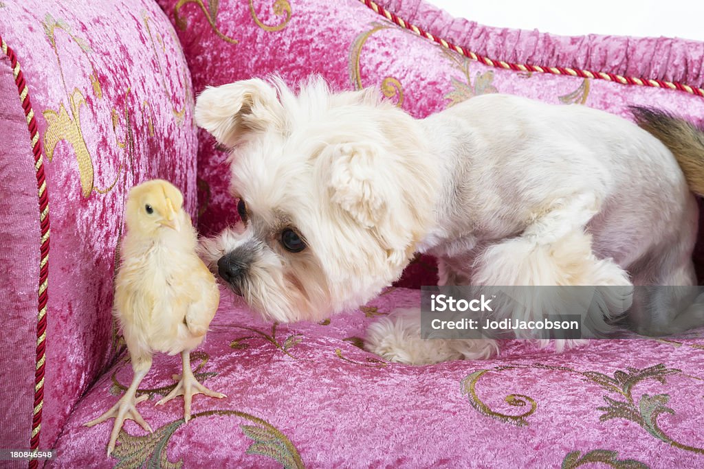 Atractivo perro, atractivo chick y atractivo sofá es un gran equipo! - Foto de stock de Pascua libre de derechos