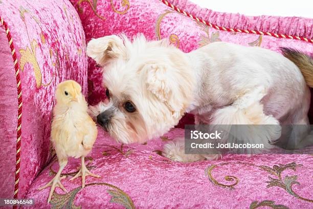 Atractivo Perro Atractivo Chick Y Atractivo Sofá Es Un Gran Equipo Foto de stock y más banco de imágenes de Pascua