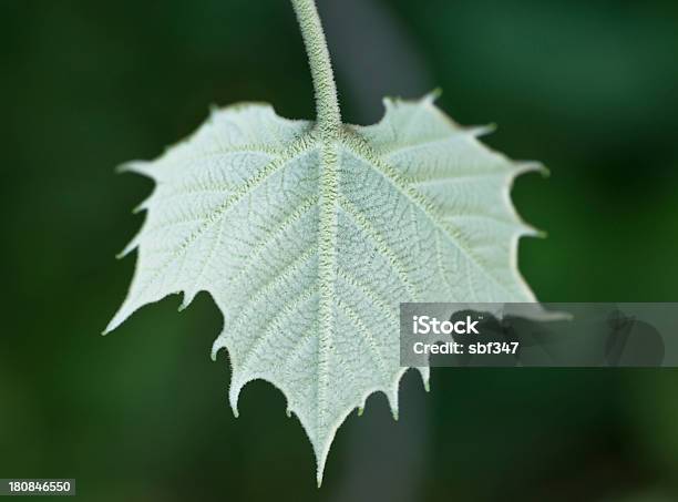 Joven Con Hoja Foto de stock y más banco de imágenes de Con textura - Con textura, Crecimiento, Desenfocado