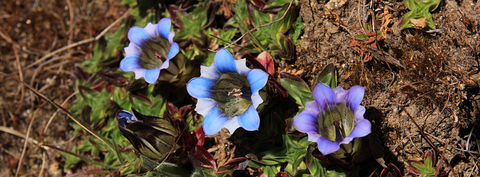 Gentiana Depressa, light blue and white colored gentians growing in the Himalaya.